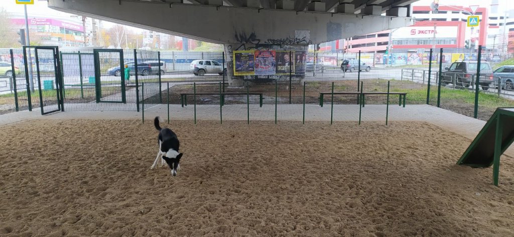 Бехатон, забор и плитка: как выглядит собачья площадка за миллион (ФОТО)