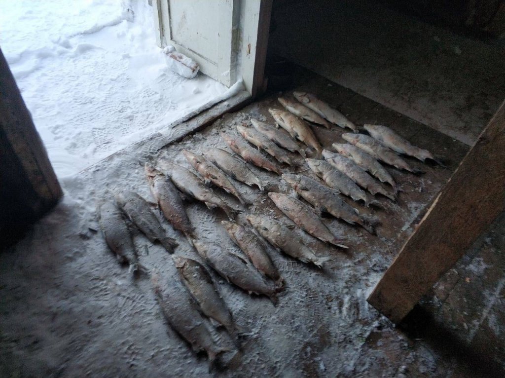 ФСБ снова сообщила о задержании на Ямале браконьеров с муксуном (ВИДЕО)