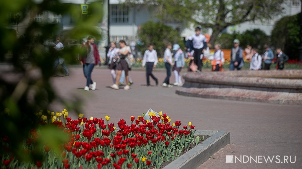 В Екатеринбурге зацвели тюльпаны (ФОТО)