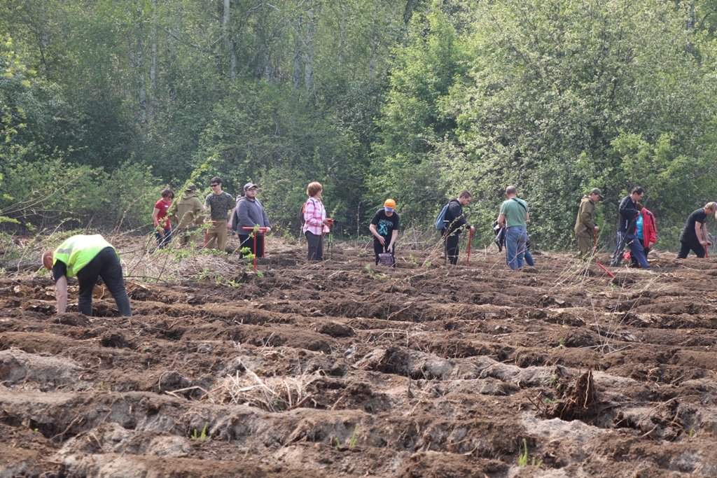В парке Лесоводов участники экологической акции «Береги природу с Т Плюс!» высадили тысячу елей (ФОТО)