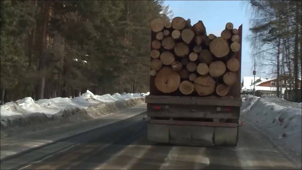 Жители Кедрового жалуются на факты незаконной рубки леса (ВИДЕО)