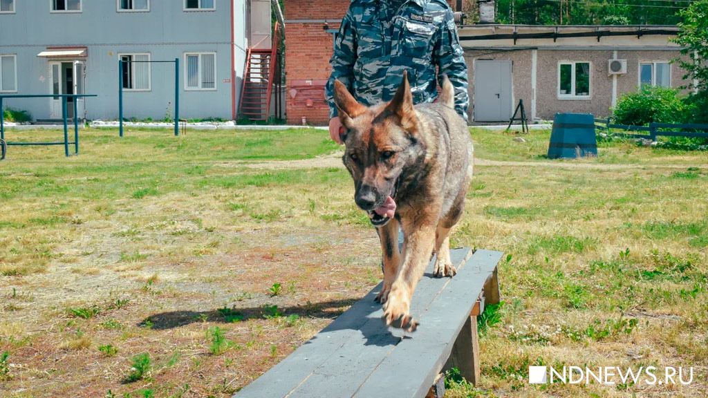Из детсада для пушистиков – на службу в полицию. Кинологи рассказали, как тренируют собак для работы (ФОТО, ВИДЕО)