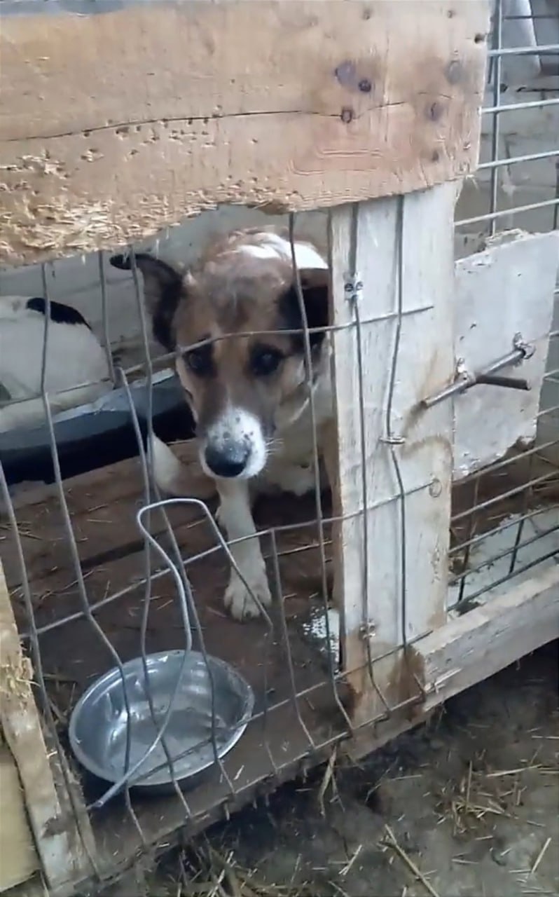 На Урале нашли очередной жуткий приют для собак (ФОТО)