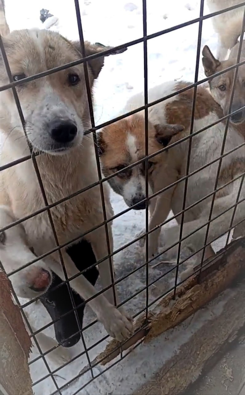 На Урале нашли очередной жуткий приют для собак (ФОТО)