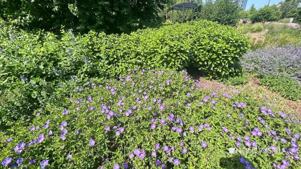Четыре сада, где можно отдохнуть от жары и полюбоваться цветами (ФОТО)