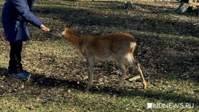 Ручные олени, осенняя пастораль и уральский «офроад». Куда поехать на один день из Екатеринбурга (ФОТО)