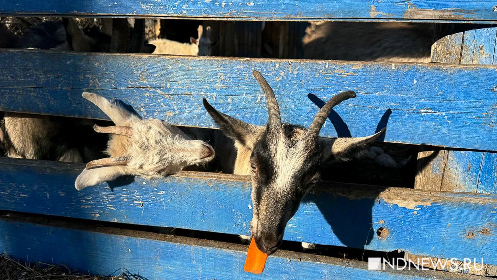 Ручные олени, осенняя пастораль и уральский «офроад». Куда поехать на один день из Екатеринбурга (ФОТО)