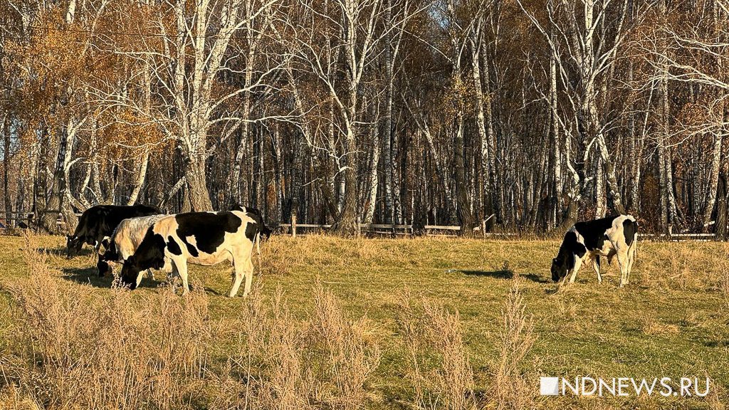 Ручные олени, осенняя пастораль и уральский «офроад». Куда поехать на один день из Екатеринбурга (ФОТО)