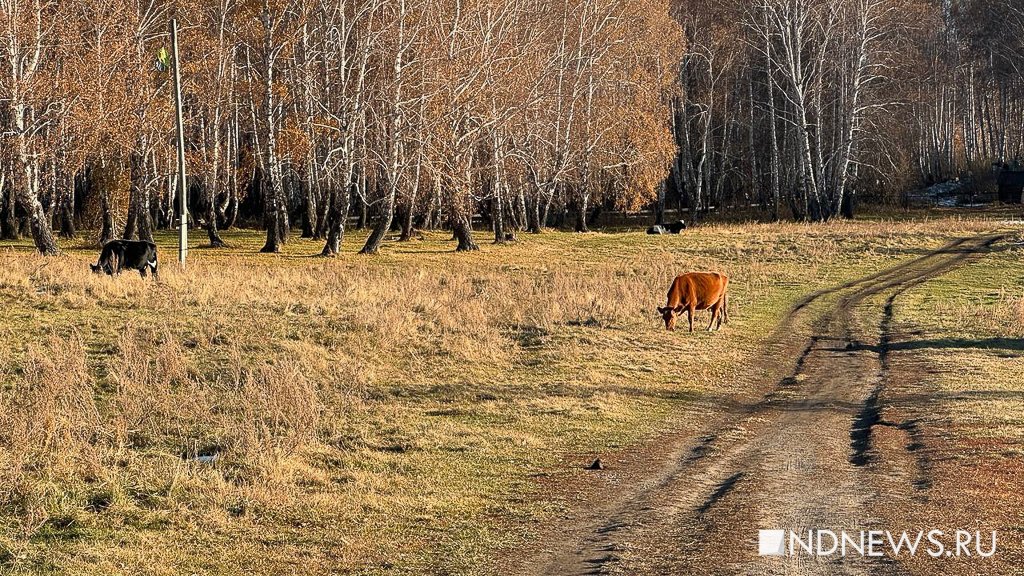 Ручные олени, осенняя пастораль и уральский «офроад». Куда поехать на один день из Екатеринбурга (ФОТО)