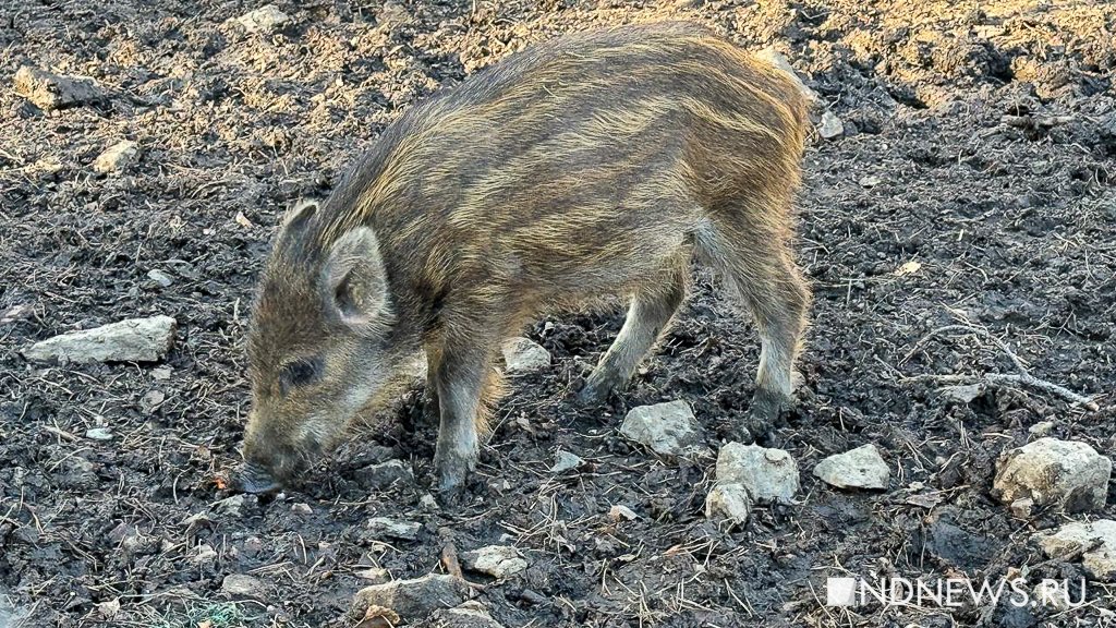 Ручные олени, осенняя пастораль и уральский «офроад». Куда поехать на один день из Екатеринбурга (ФОТО)