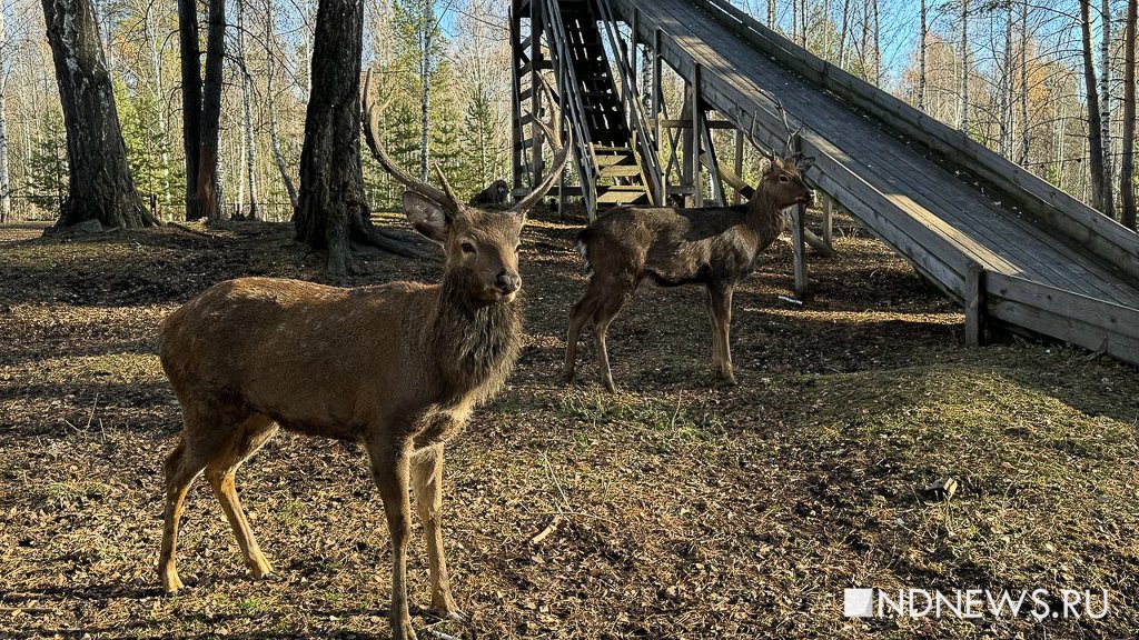 Ручные олени, осенняя пастораль и уральский «офроад». Куда поехать на один день из Екатеринбурга (ФОТО)