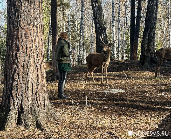 Ручные олени, осенняя пастораль и уральский «офроад». Куда поехать на один день из Екатеринбурга (ФОТО)