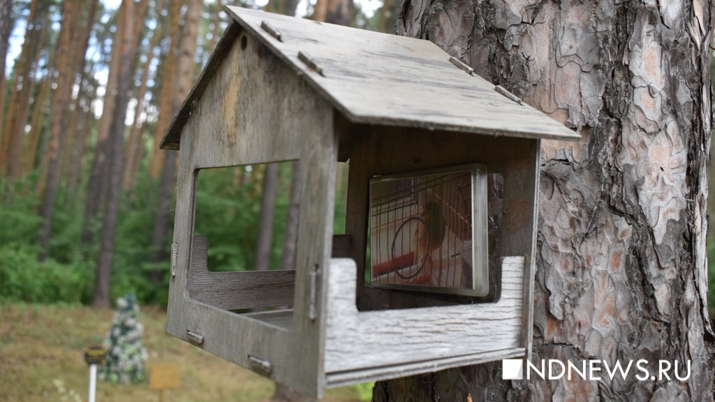 На радуге. Как в Екатеринбурге хоронят домашних питомцев (ФОТО, ВИДЕО)