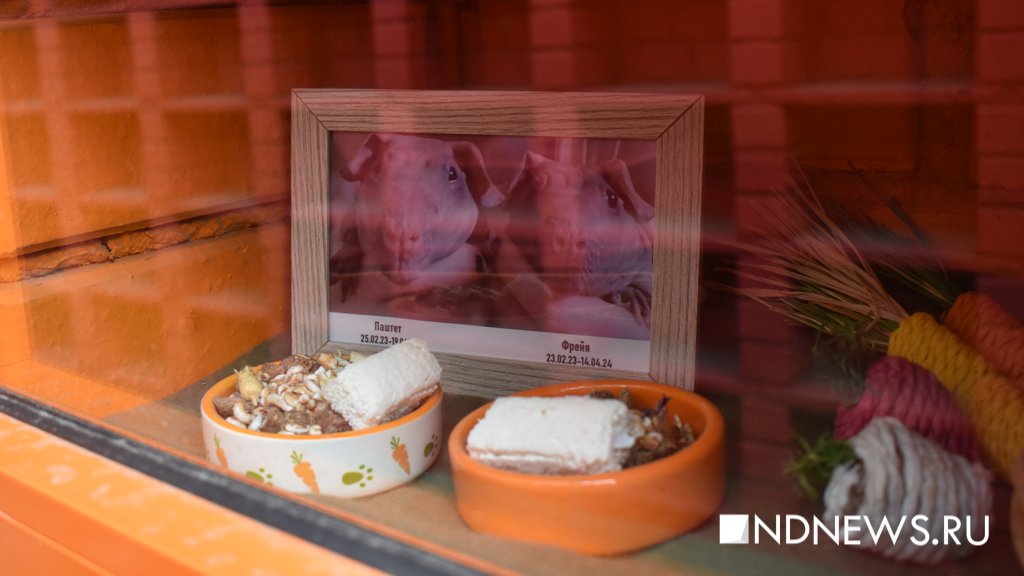 На радуге. Как в Екатеринбурге хоронят домашних питомцев (ФОТО, ВИДЕО)