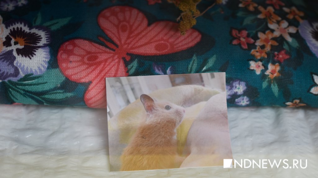 На радуге. Как в Екатеринбурге хоронят домашних питомцев (ФОТО, ВИДЕО)