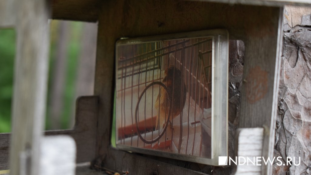 На радуге. Как в Екатеринбурге хоронят домашних питомцев (ФОТО, ВИДЕО)