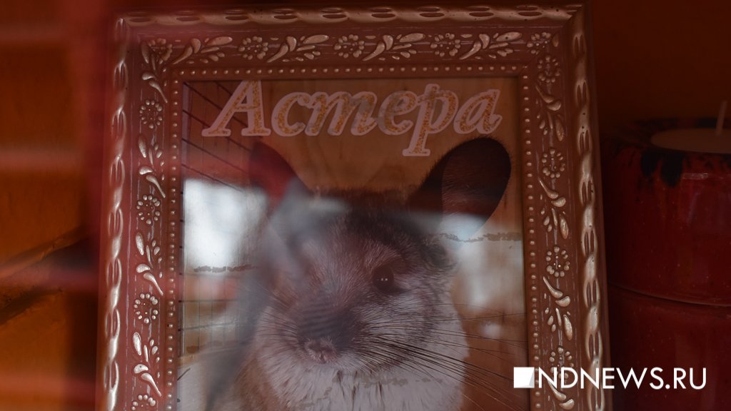 На радуге. Как в Екатеринбурге хоронят домашних питомцев (ФОТО, ВИДЕО)