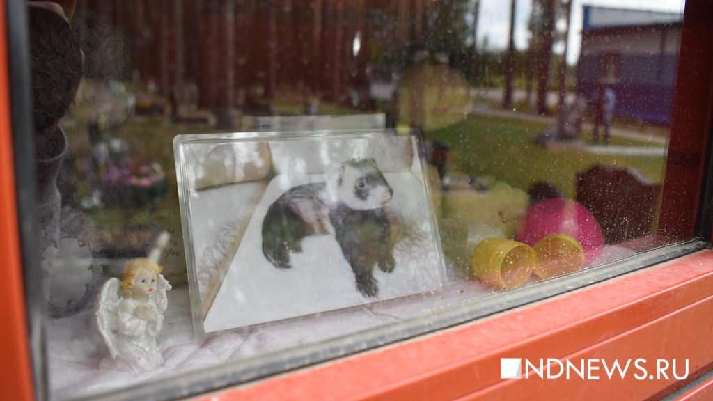 На радуге. Как в Екатеринбурге хоронят домашних питомцев (ФОТО, ВИДЕО)