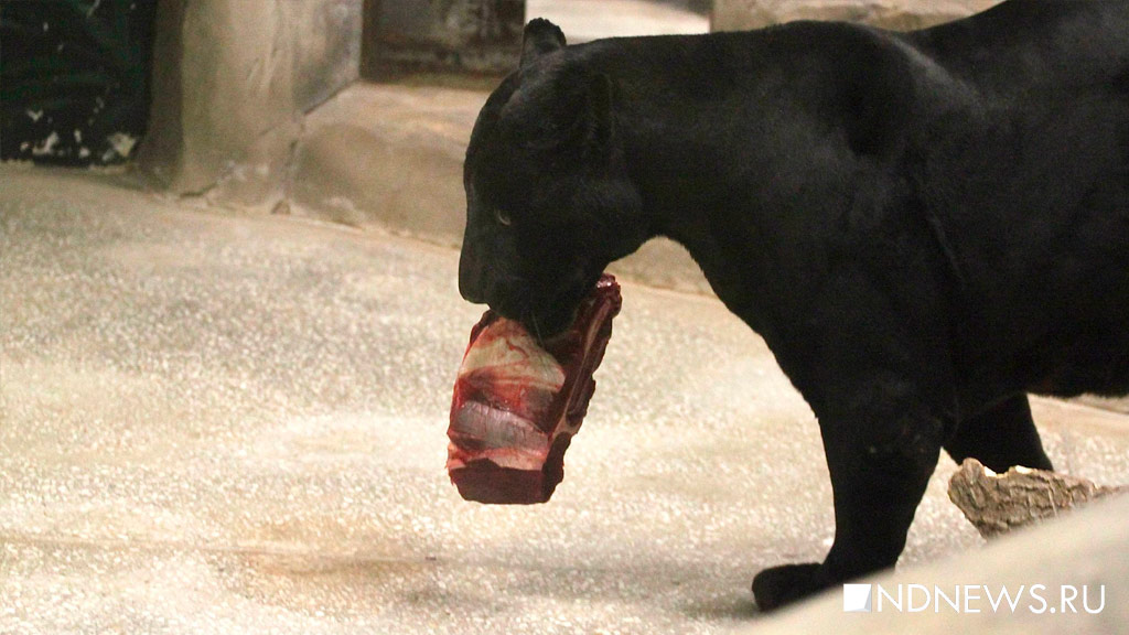 Черный ягуар Аргон отмечает день рождения (ФОТО)