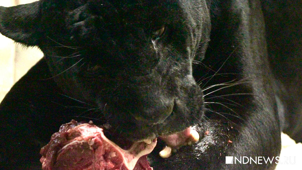 Черный ягуар Аргон отмечает день рождения (ФОТО)