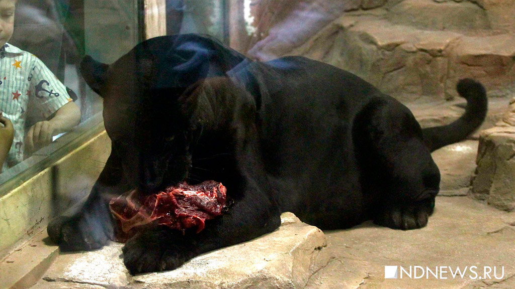 Черный ягуар Аргон отмечает день рождения (ФОТО)