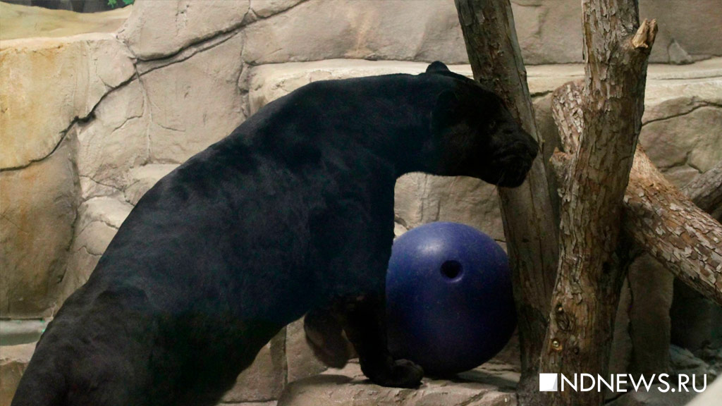 Черный ягуар Аргон отмечает день рождения (ФОТО)