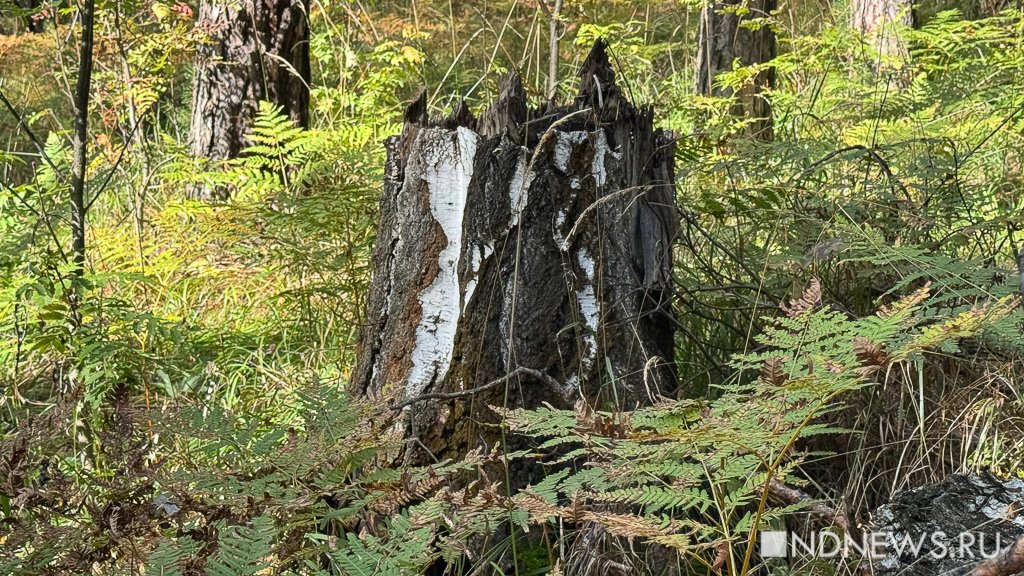 На Урал пришла золотая осень (ФОТО)