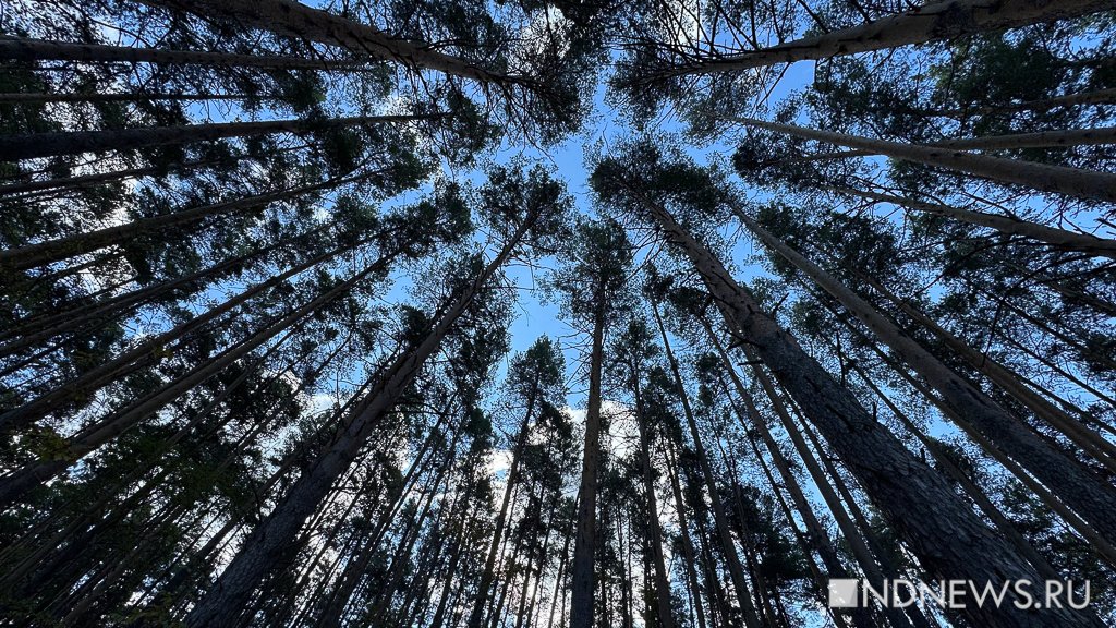 На Урал пришла золотая осень (ФОТО)