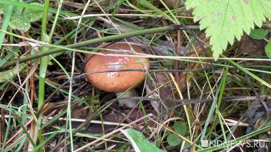 На Урал пришла золотая осень (ФОТО)