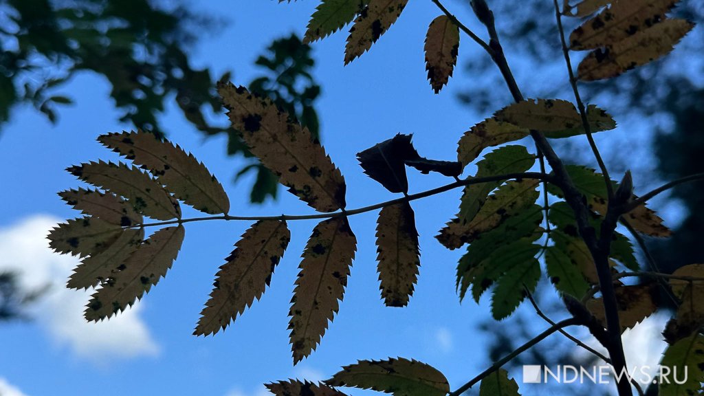 На Урал пришла золотая осень (ФОТО)