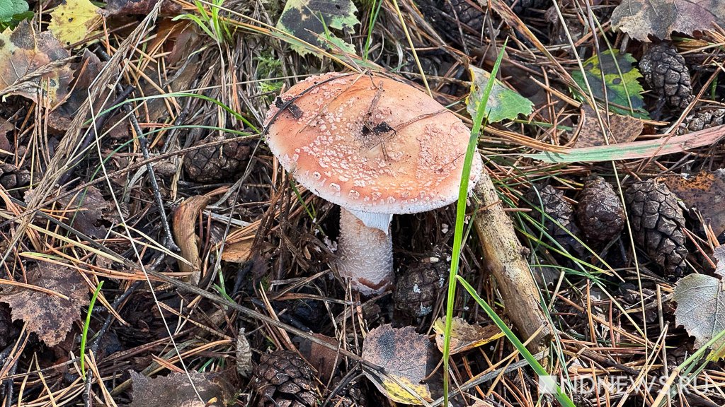 На Урал пришла золотая осень (ФОТО)