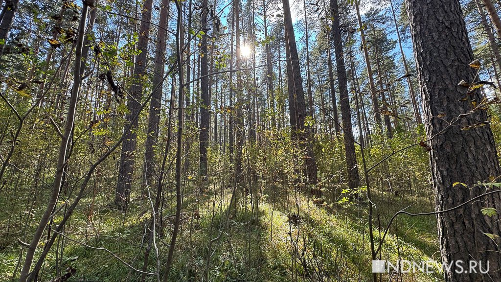 На Урал пришла золотая осень (ФОТО)