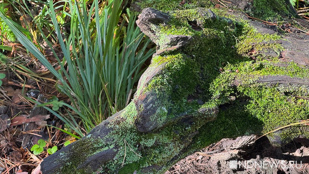 На Урал пришла золотая осень (ФОТО)