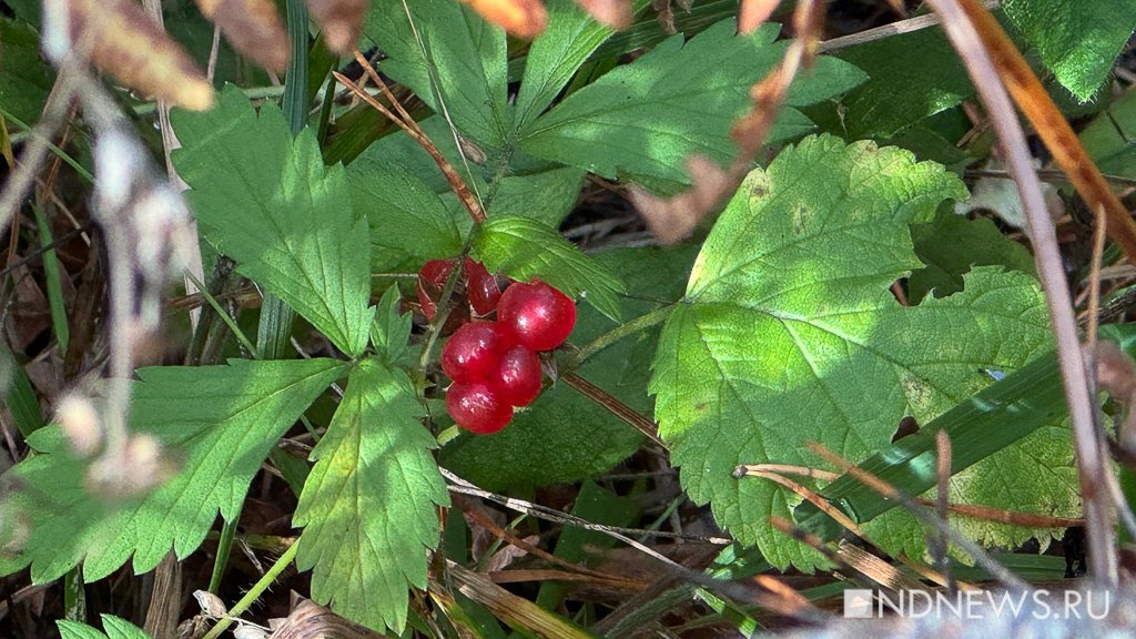 На Урал пришла золотая осень (ФОТО)