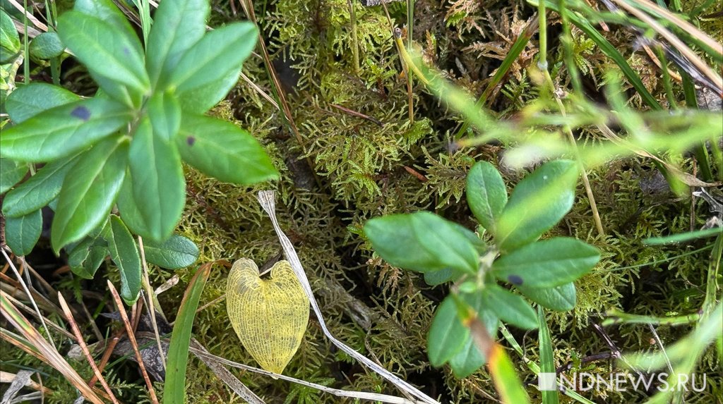 На Урал пришла золотая осень (ФОТО)