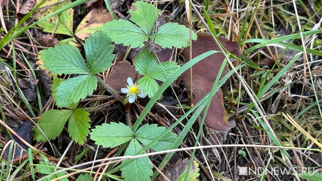 На Урал пришла золотая осень (ФОТО)