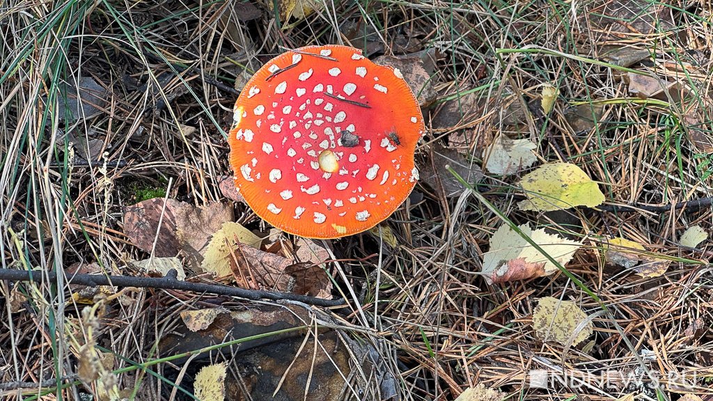 На Урал пришла золотая осень (ФОТО)