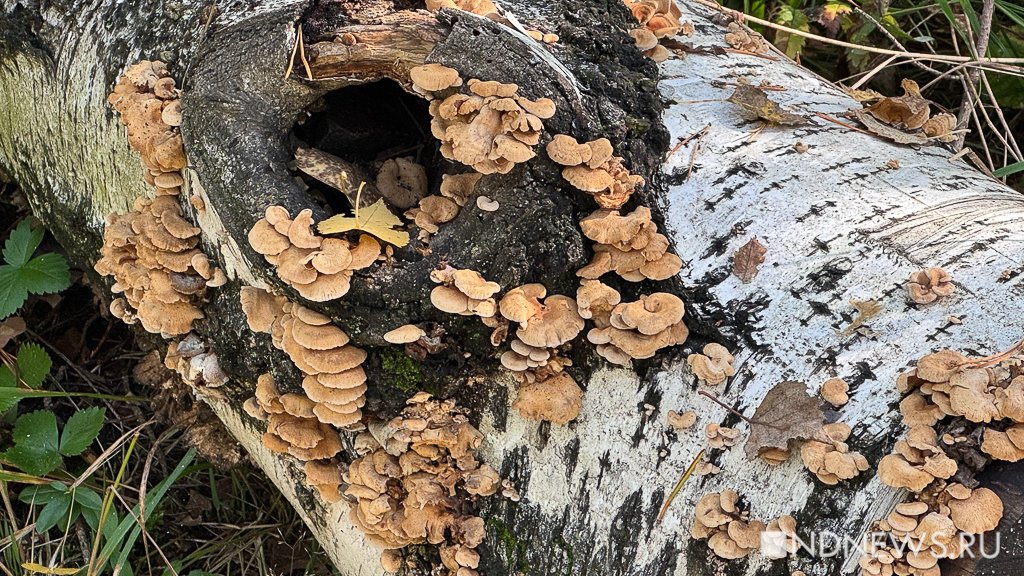 На Урал пришла золотая осень (ФОТО)