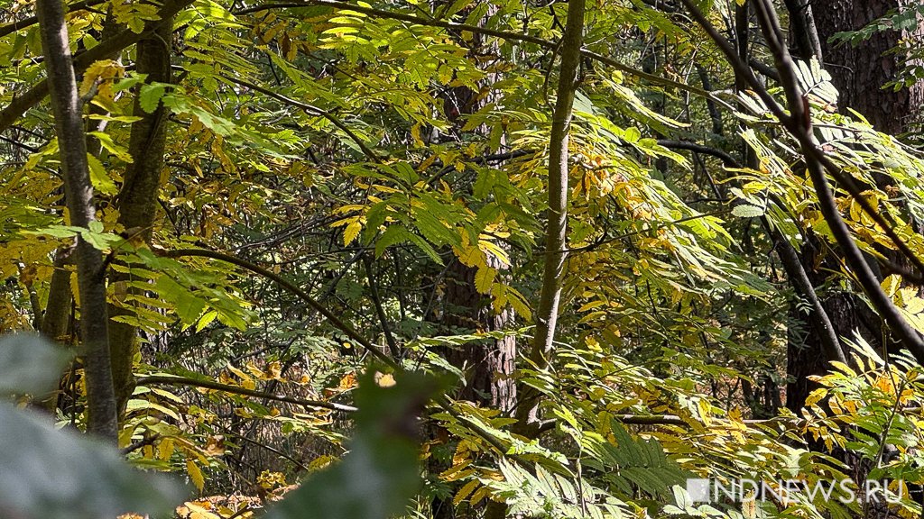 На Урал пришла золотая осень (ФОТО)