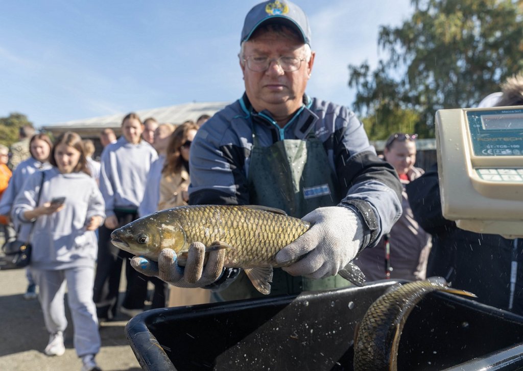 В городской пруд в Нижнем Тагиле выпустили несколько тысяч мальков сазана