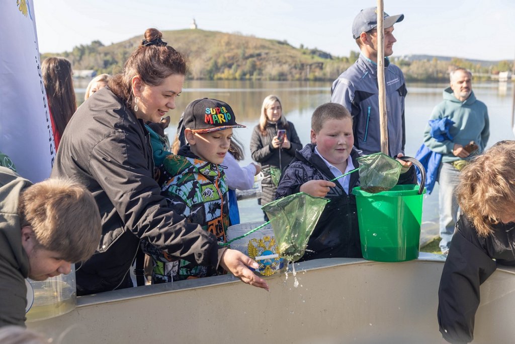 В городской пруд в Нижнем Тагиле выпустили несколько тысяч мальков сазана