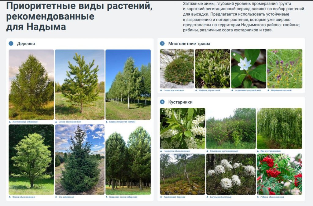 Дизайнеры предлагают перекрасить фасады домов в Надыме для красоты