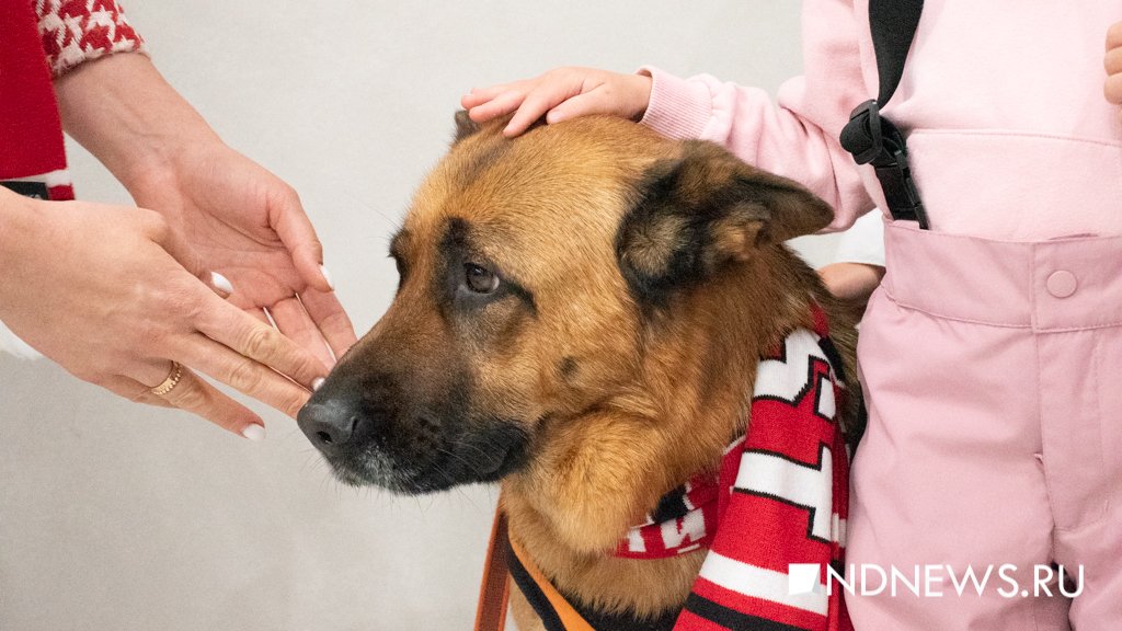 «Автомобилист» разгромил «Нефтехимик» в «пушистом» матче (ФОТО)