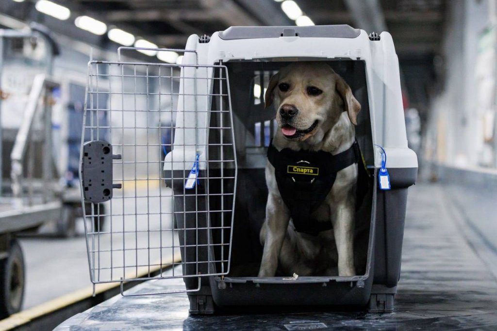 Кинологи Кольцово выучили собаку и отправили служить на край земли