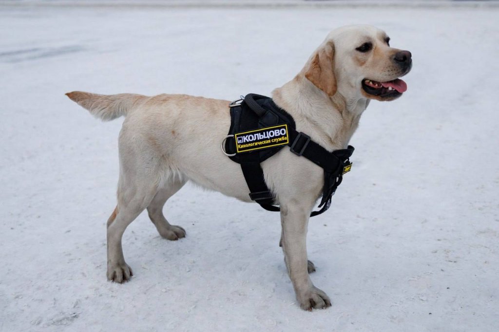 Кинологи Кольцово выучили собаку и отправили служить на край земли