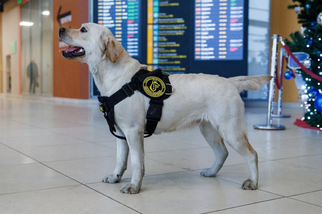 Кинологи Кольцово выучили собаку и отправили служить на край земли