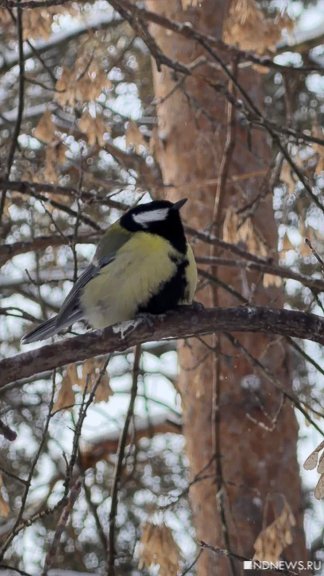 В Екатеринбург возвращается зима: будет -30 (ФОТО)