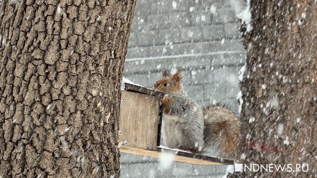 «На дорогах жутко», – в Екатеринбурге бушует апрельская метель (ФОТО)