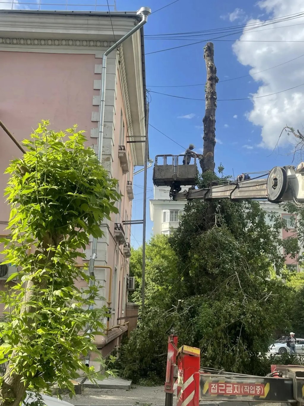 Итоги урагана: число поваленных деревьев перевалило за сотню, без света остаются 5 домов (ФОТО)