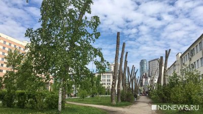 В Ленинском районе Екатеринбурга спилят 360 деревьев